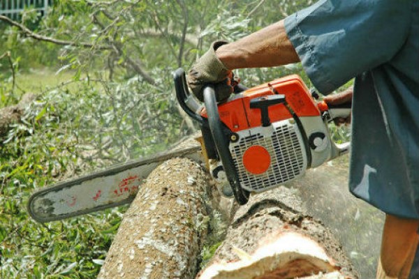 Tree-Services-image